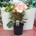 Tuberous Begonia – Non-Stop Rose Petticoat