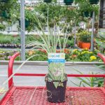 Variegated Water Garlic