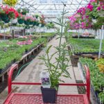 Verbena Bonariensis – Meteor Shower