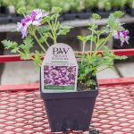 Verbena Hybrid – Superbena Sparkling Amethyst