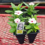 Vinca – Sunstorm Apricot