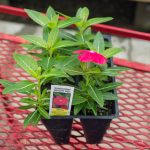 Vinca – Sunstorm Bright Red