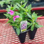 Vinca – Sunstorm Lilac