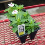 Vinca – Sunstorm White Eye