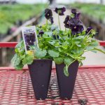 Viola – Sorbet Black Delight