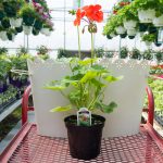 Zonal Geranium – Red Rosebud