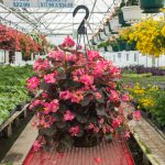 Begonia – Bada Boom Rose – Basket