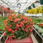 Begonia – Super Olympia Red – Basket