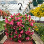 Begonia – Super Olympia Rose – Basket