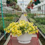 Calibrachoa – Aloha Canary Yellow – Basket