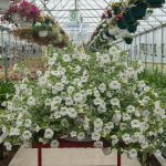 Calibrachoa – Aloha Kona White – Basket