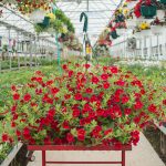 Calibrachoa – Aloha Red – Basket