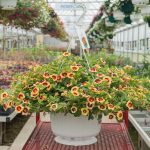 Calibrachoa – Hula Gold – Basket