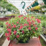 Diascia – Darla Red – Basket