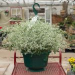 Euphorbia Hybrid – Diamond Frost – Basket