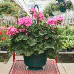 Geranium – Tango Deep Pink Pelargonium – Basket