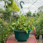 German Ivy – Wax Leaf Variegated – Basket
