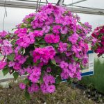 Impatiens – Accent Lavender Blue – Basket