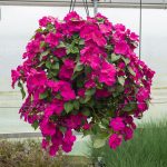 Impatiens – Accent Premium Violet – Basket