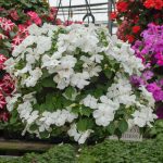 Impatiens – Accent Premium White – Basket