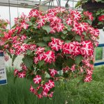 Impatiens – Accent Red Star – Basket