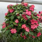 Impatiens – Accent Salmon Picotee – Basket