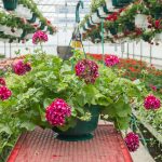 Ivy Geranium – Great Balls of Fire Burgundy Blaze – Basket