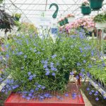 Labelia Erinus – Lucia Dark Blue – Basket