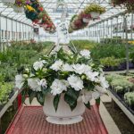 New Guinea Impatiens – Sonic White – Basket