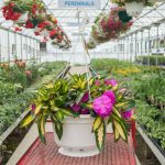 New Guinea Impatiens – Strike Orchid – Basket