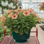 Petunia – Crazytunia Terracotta – Basket