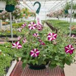 Petunia – Easy Wave Burgundy Star – Basket