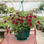 Petunia Hybrid – Supertunia Black Cherry – Basket