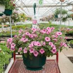 Petunia Hybrid – Supertunia Flamingo – Basket