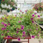 Petunia Hybrid – Supertunia Pretty Much Picasso – Basket