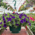 Petunia Hybrid – Supertunia Royal Velvet – Basket