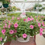 Petunia Hybrid – Supertunia Vista Bubblegum – Basket