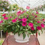 Petunia Hybrid – Supertunia Vista Fuchsia – Basket