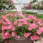 Petunia – Supertunia Bermuda Beach – Basket