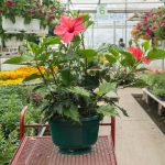 Hibiscus – Versicolor Pink – Basket