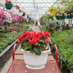 Rieger Begonia – Veronica – Basket