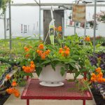 Senecio Confusus – Mexican Flame Vine – Basket