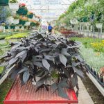 Sweet Potato Vine – Blackie – Basket