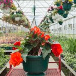 Tuberous Begonia – Go-Go Orange – Basket