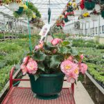 Tuberous Begonia – Go-Go Rose Bicolor – Basket