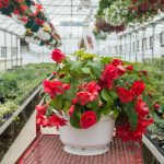 Tuberous Begonia – Illumination Rose – Basket