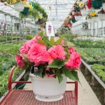 Tuberous Begonia – Non-Stop Pink – Basket