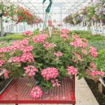 Verbena Hybrid – Superbena Royale Cherryburst – Basket