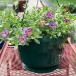 Calibrachoa – Chameleon Blueberry Scone