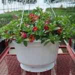 Calibrachoa – Chameleon Sunshine Berry